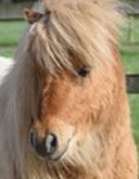 Caramel The Pony