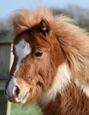 Fudge The Pony