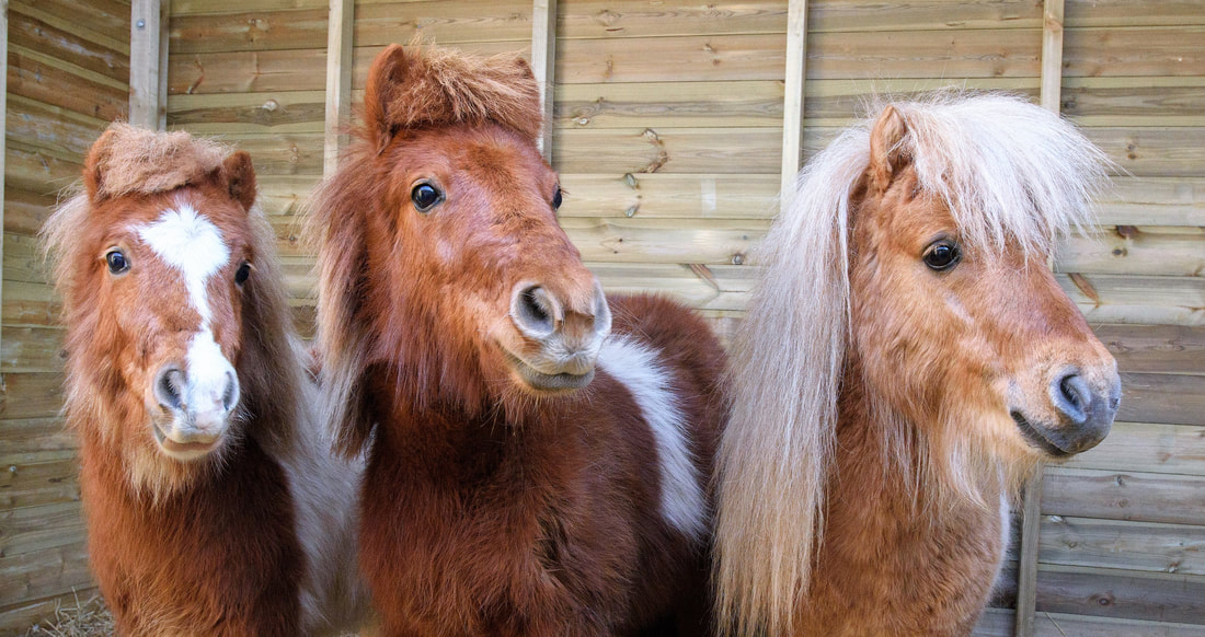 Pony Parties - Our ponies Caramel, Buttons & Fudge