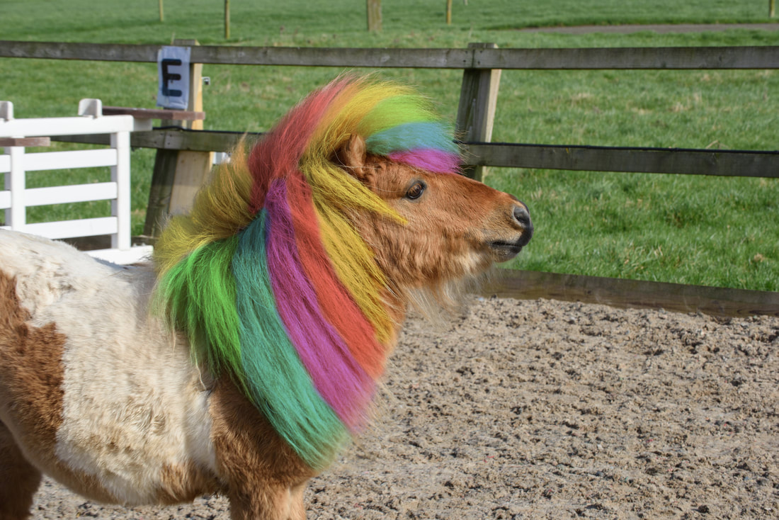 Pony Parties - A colourful pony mane