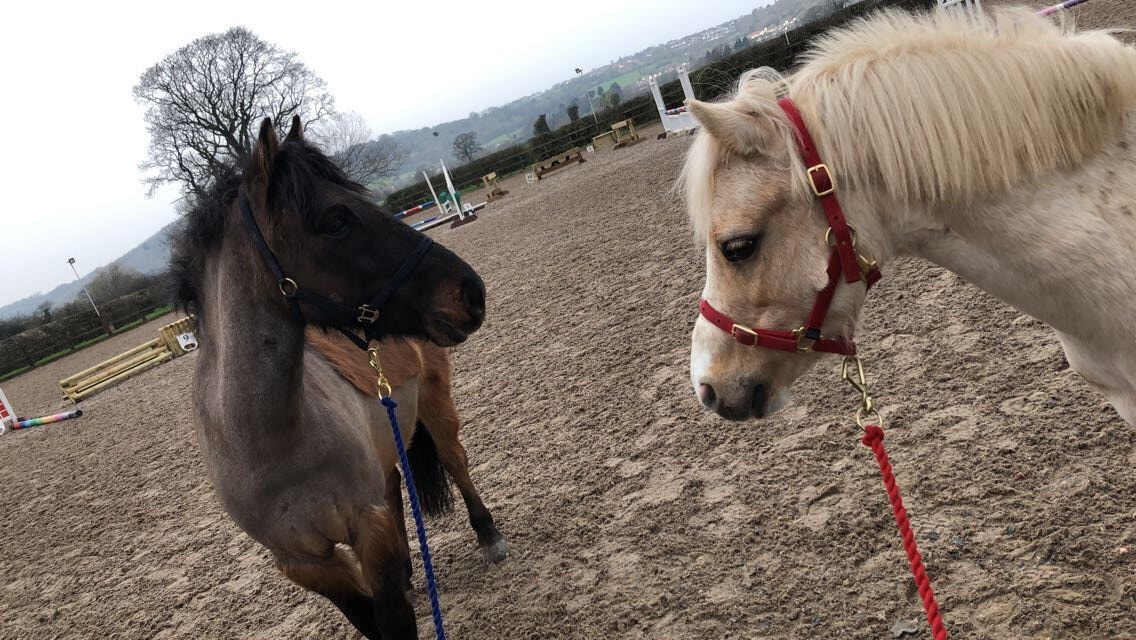 Pony Parties - Our ponies Marmalade and Buzz