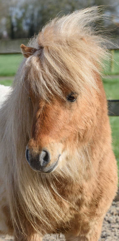 Pony Parties - Our shetland pony Caramel