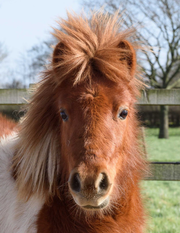 Pony Parties - Our ponies Caramel, Buttons & Fudge