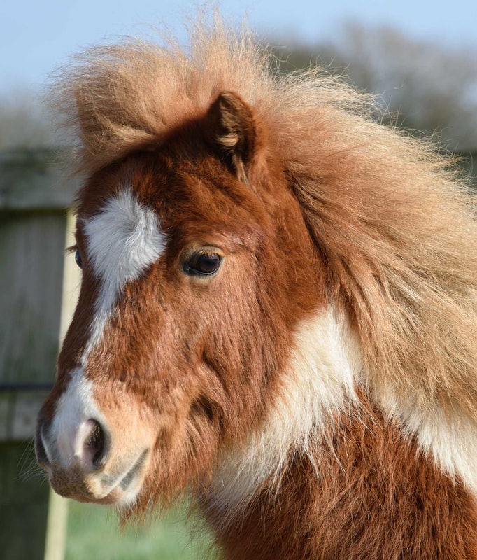 Pony Parties - Our ponies Caramel, Buttons & Fudge