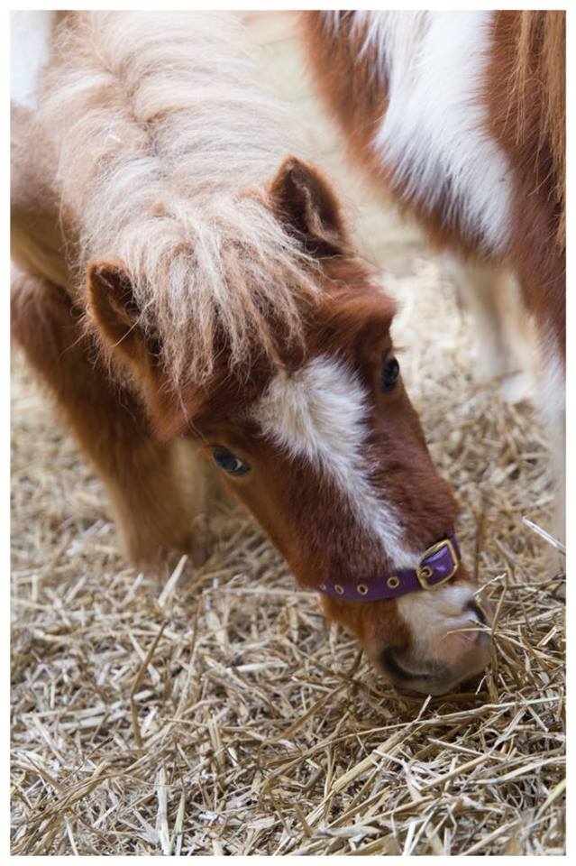 Pony Parties - Our ponies Caramel, Buttons & Fudge